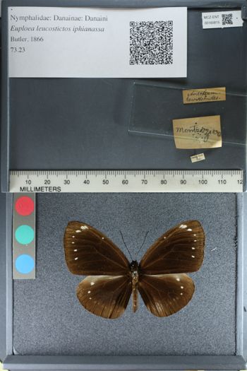 Media type: image;   Entomology 160815